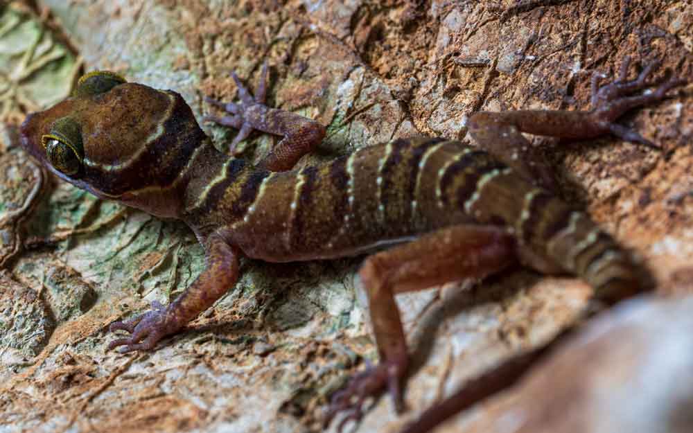 Cyrtodactylus