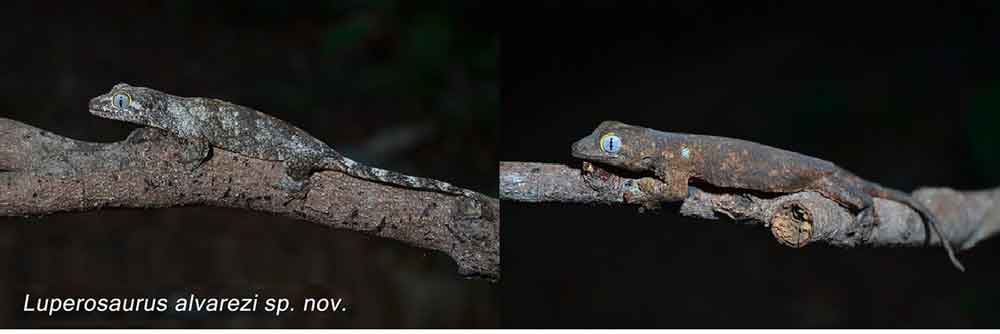 Luperosaurus alvarezi