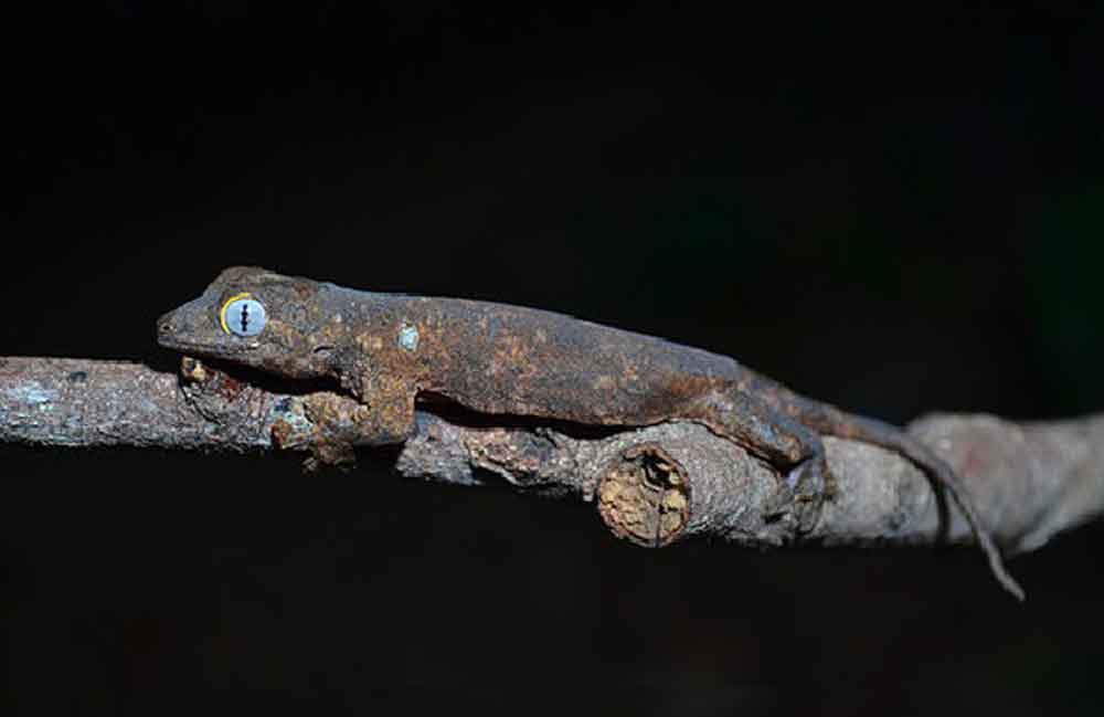 New Forest Gecko Species From The Philippines Described