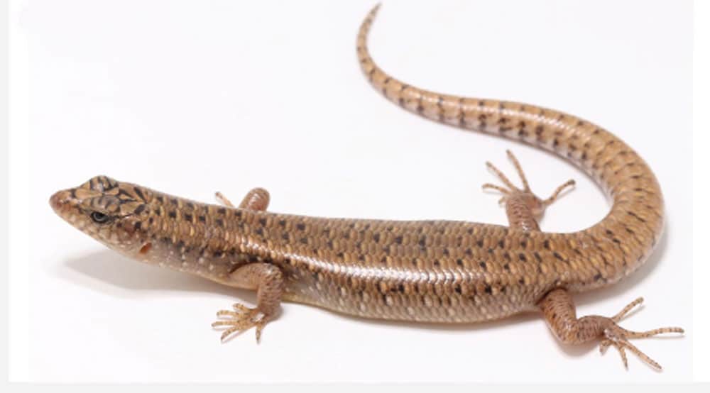 New Forest Skink Species Discovered In Thailand