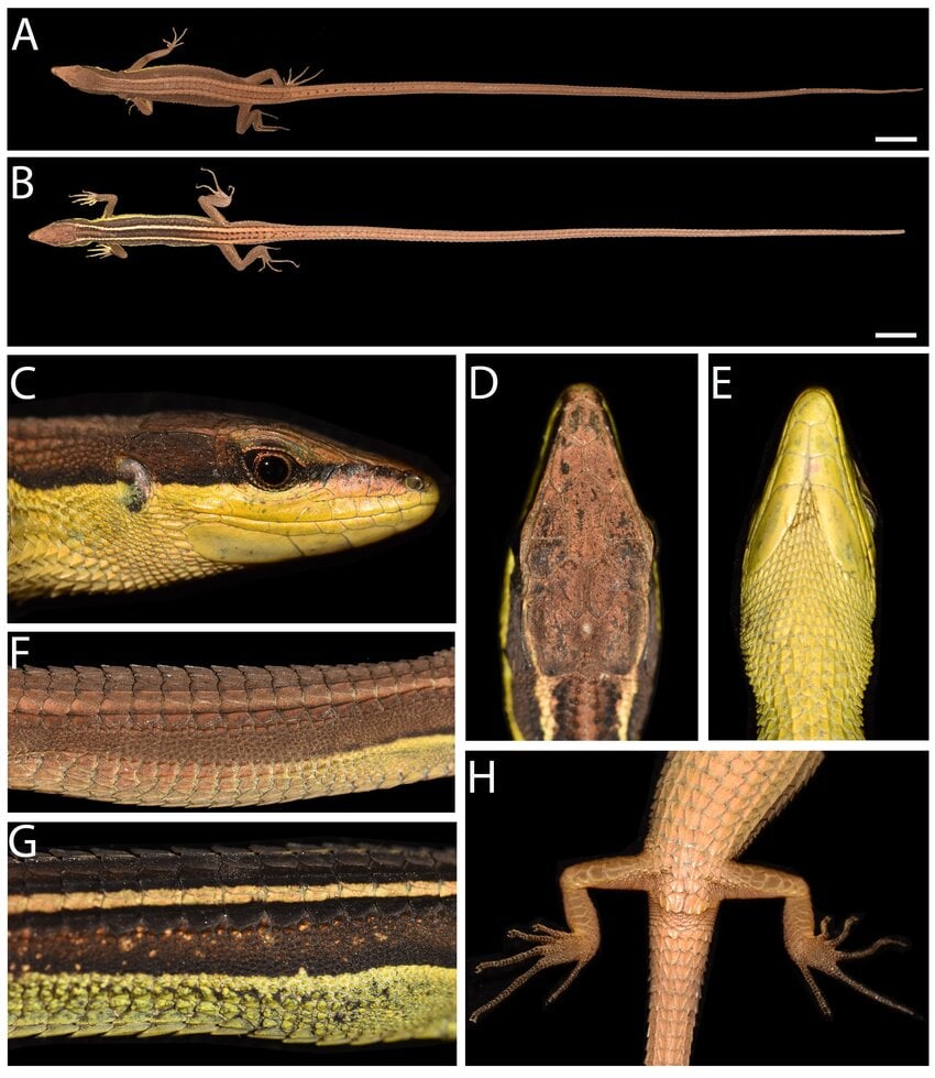 Takydromus ultapaniensis