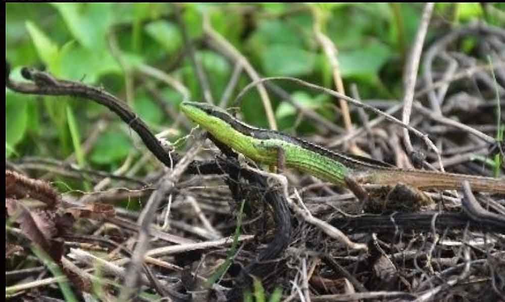 New Species of Asian Grass Lizard From India Described New Species of Asian Grass Lizard From India Described