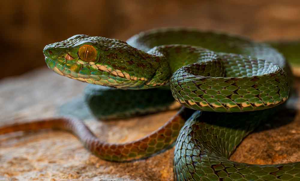 3 Geckos And A Venomous Snake From Cambodia Being Described