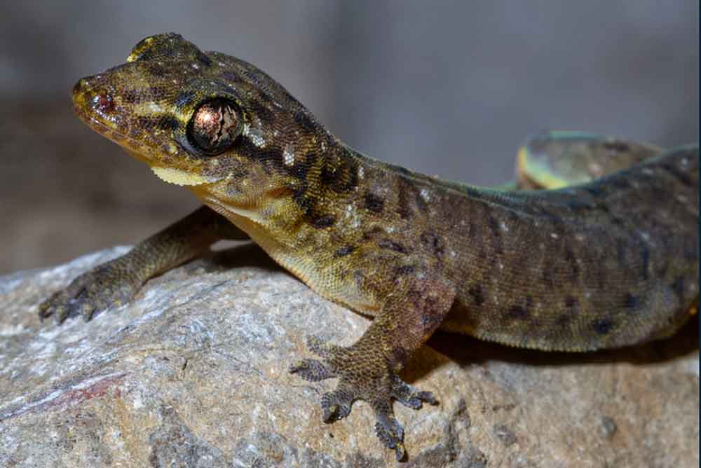 Gehyra sp.