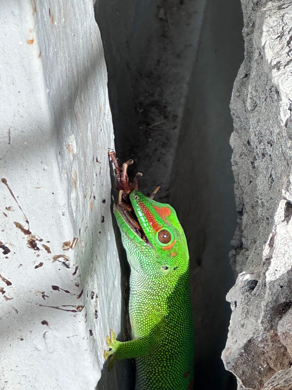Giant day gecko eats centipede