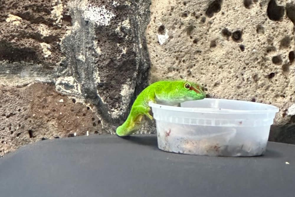 Madagascar Giant day gecko