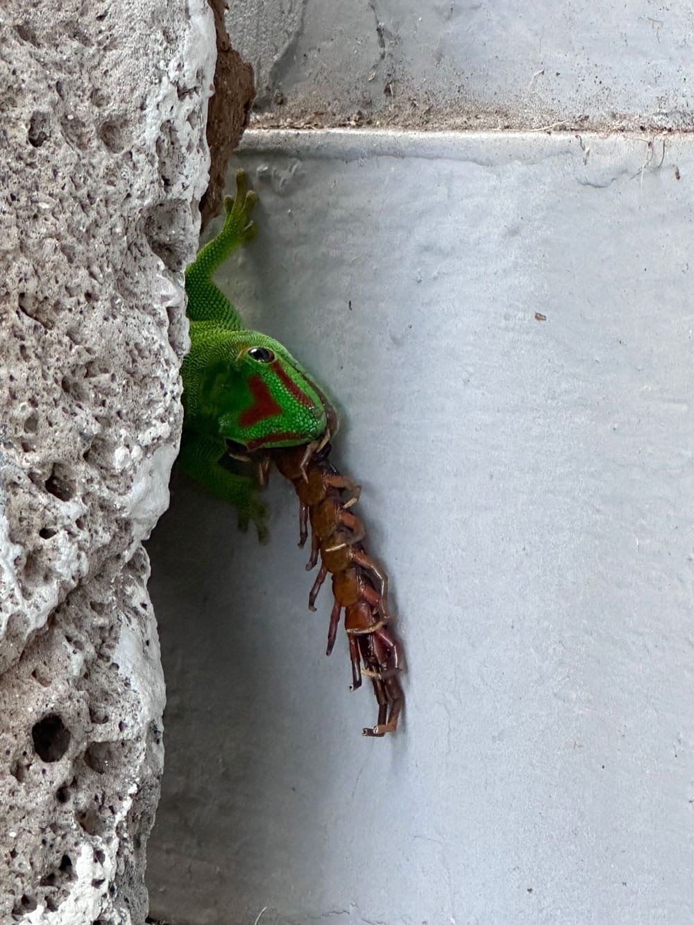 madagascar giant day gecko