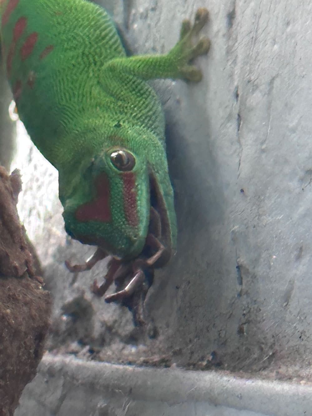 Giant day gecko