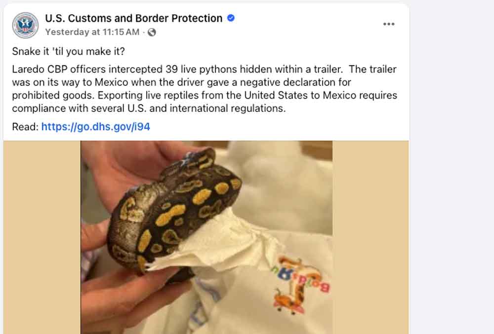 USCBP Seize 39 Live Pythons At Texas Border Crossing