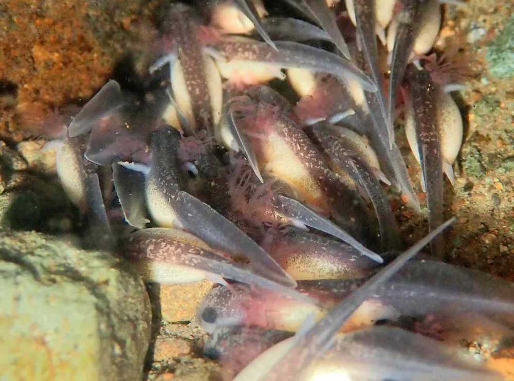 California Giant Salamander Larvae Photographed In California Creek California Giant Salamander Larvae Photographed In California Creek