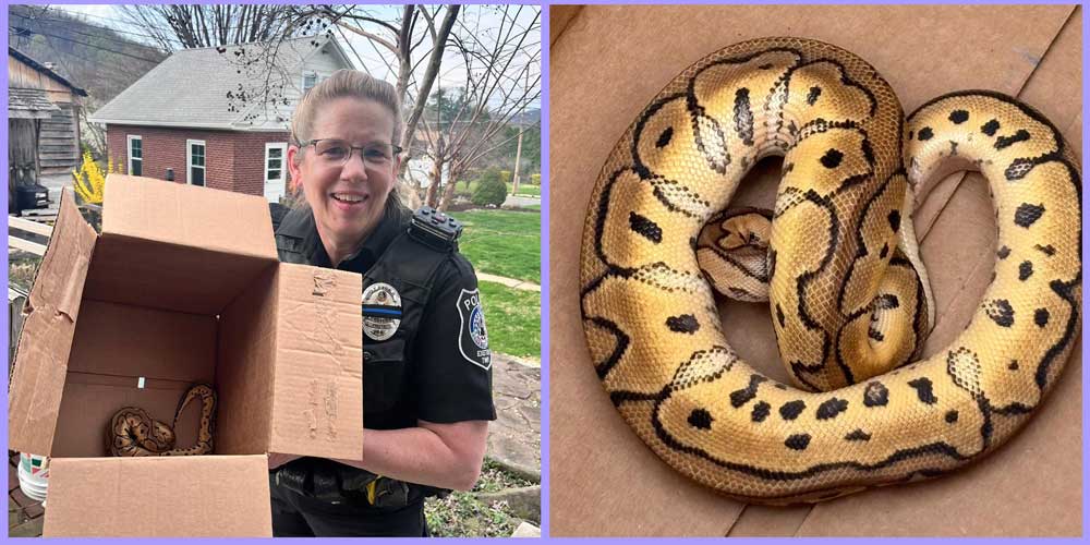 Reptile Show Attendees Leave Ball Python In Uber