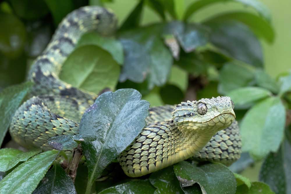 African bush viper