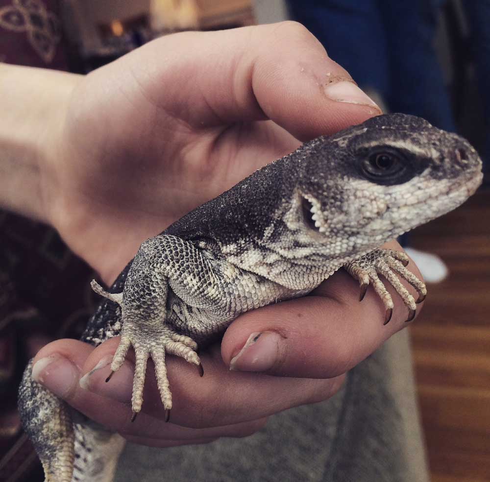 Desert iguana