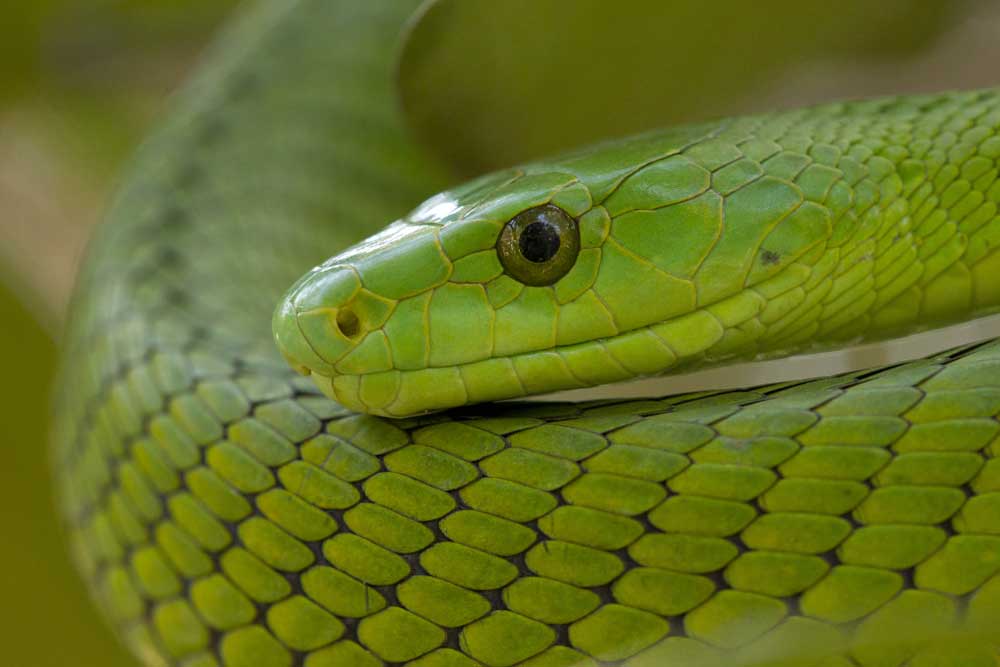 Eastern green mamba