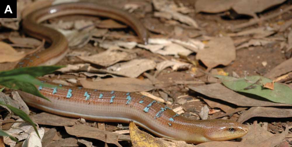 Formosan Legless Lizard <em>Dopasia formosensis</em> Is Distinct Species