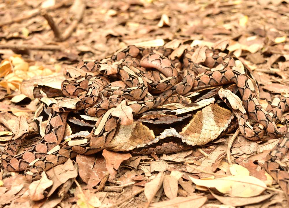 Gaboon viper