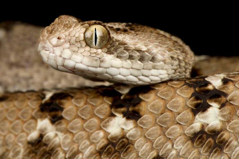 indian saw scaled viper
