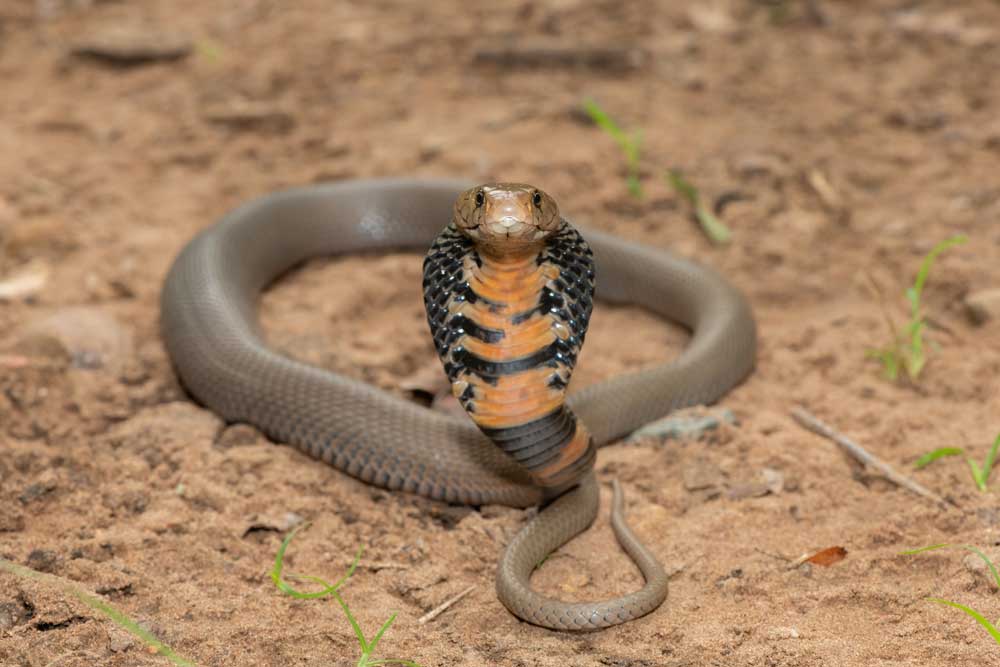 Mozambique spitting cobra