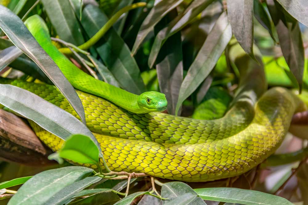 Western green mamba