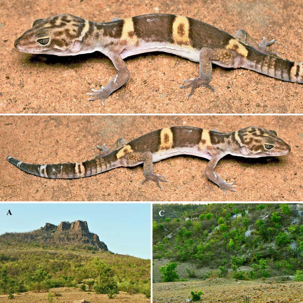 Eublepharis jhuma