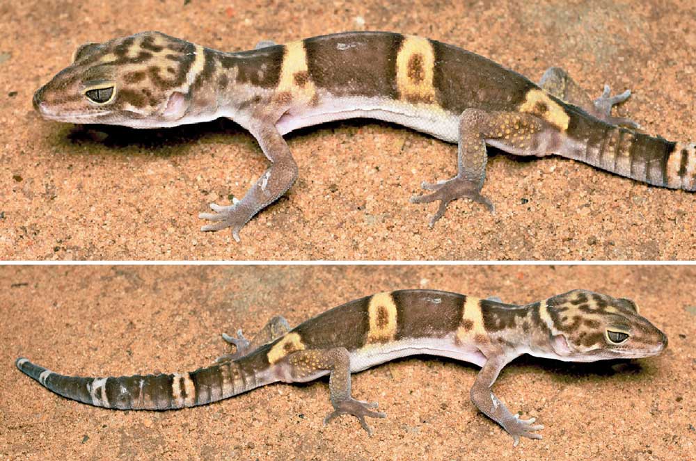 New Leopard Gecko Species From India Described New Leopard Gecko Species From India Described