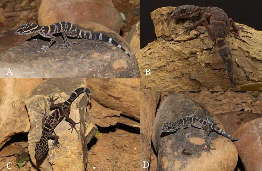 Goniurosaurus wuzhengjuni