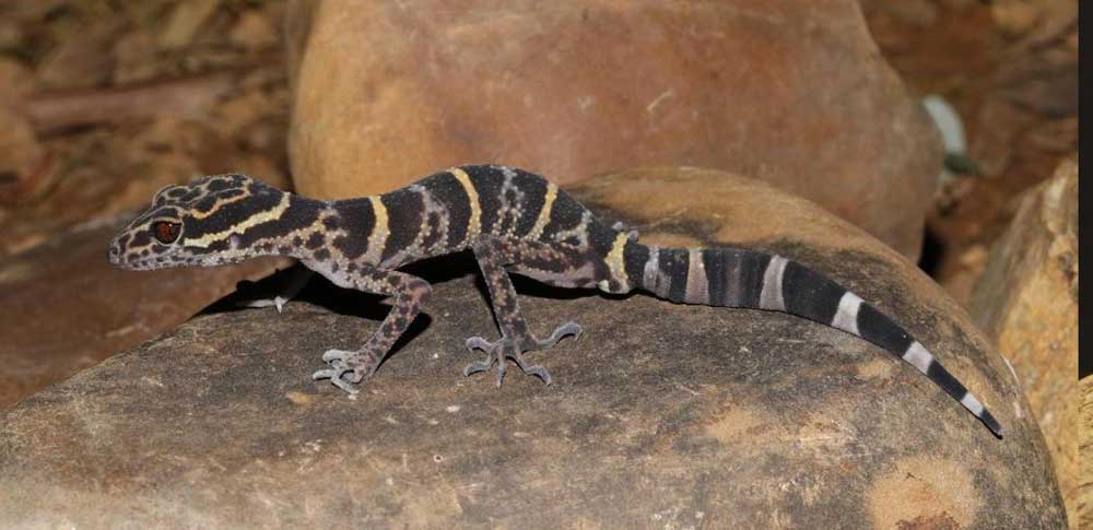 New <em>Goniurosaurus</em> Cave Gecko Species Discovered in China