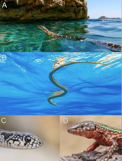 Horseshoe whip snake Ibiza wall lizard