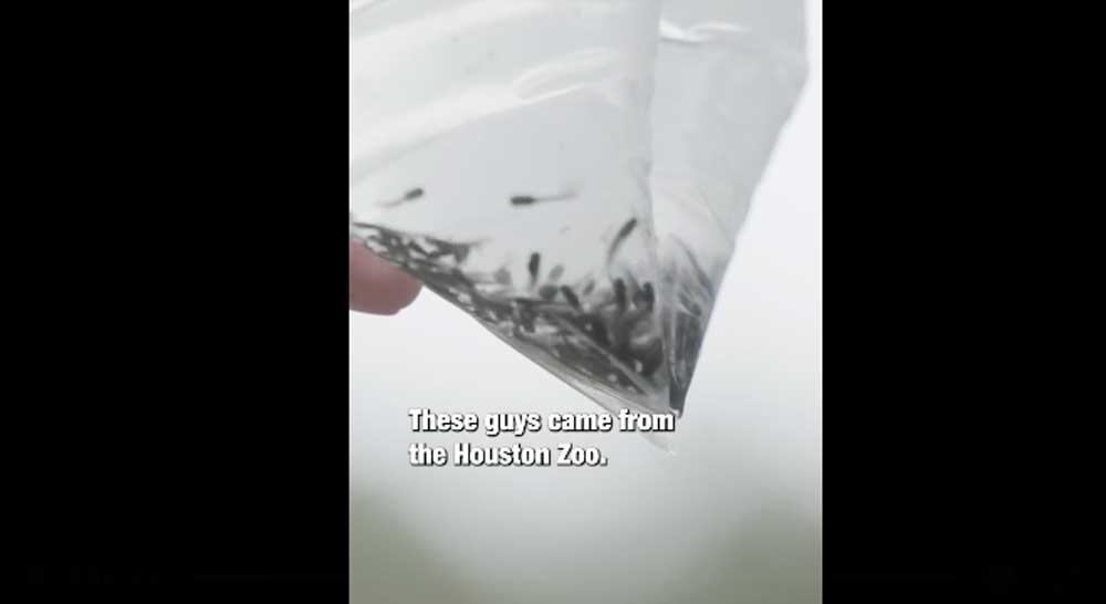 More Than 1 Million Houston Toad Tadpoles Released in Texas