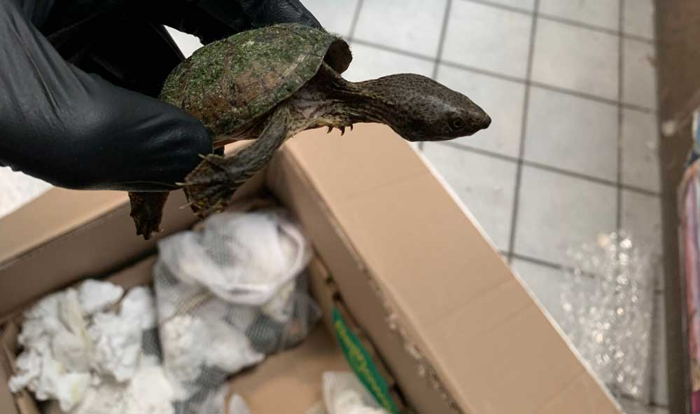 Louisiana Man Charged With Trafficking Turtles Ordered Held In Custody
