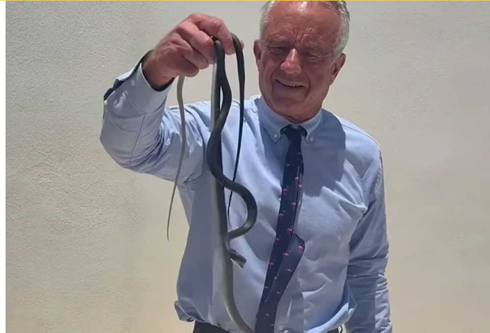 Robert F. Kennedy Jr. Removes Black Racer Snakes From Dr. Oz’s Patio Robert F. Kennedy Jr. Removes Black Racer Snakes From Dr. Oz’s Patio
