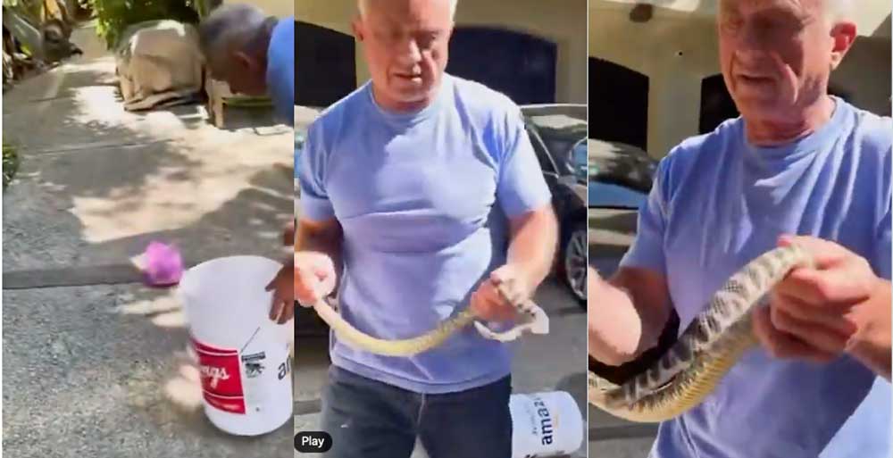 Robert F. Kennedy Jr. Subdues a Venomous Rattlesnake In His Driveway Robert F. Kennedy Jr. Subdues a Venomous Rattlesnake In His Driveway
