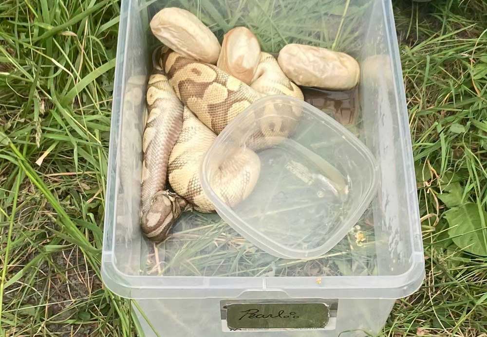 $5,000 Reward For Info Leading To Arrest And Conviction of  Person Who Abandoned Ball Python Snakes