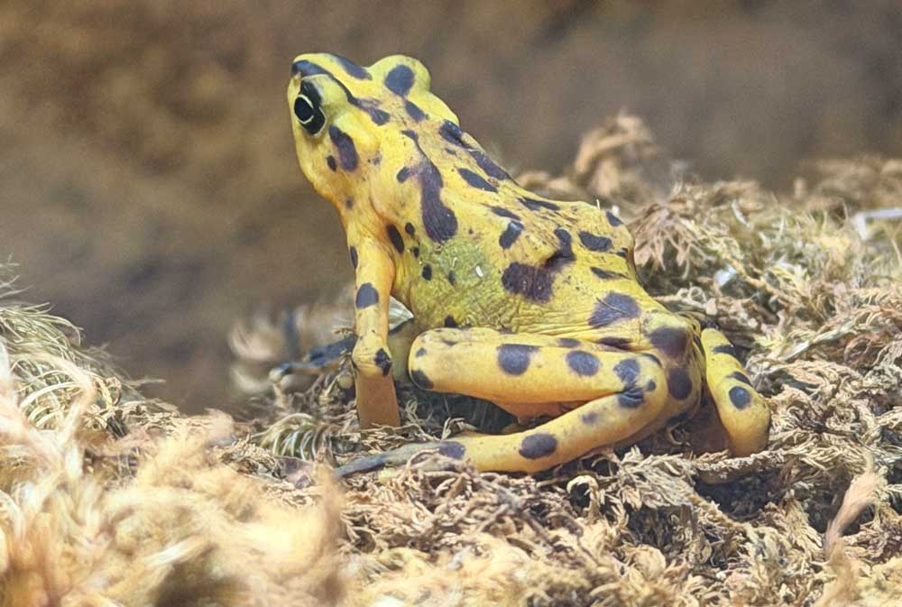 Panamanian Golden Frogs Hatch At Zoo Tampa