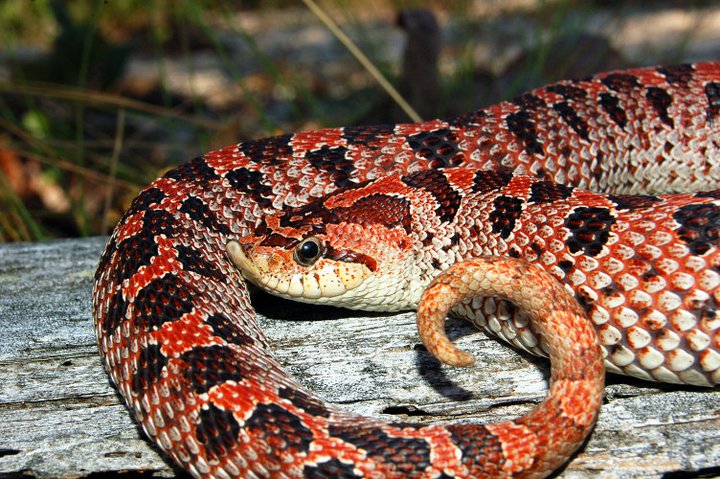 USFWS Public Hearing On Southern Hognose Snake Today USFWS Public Hearing On Southern Hognose Snake Today
