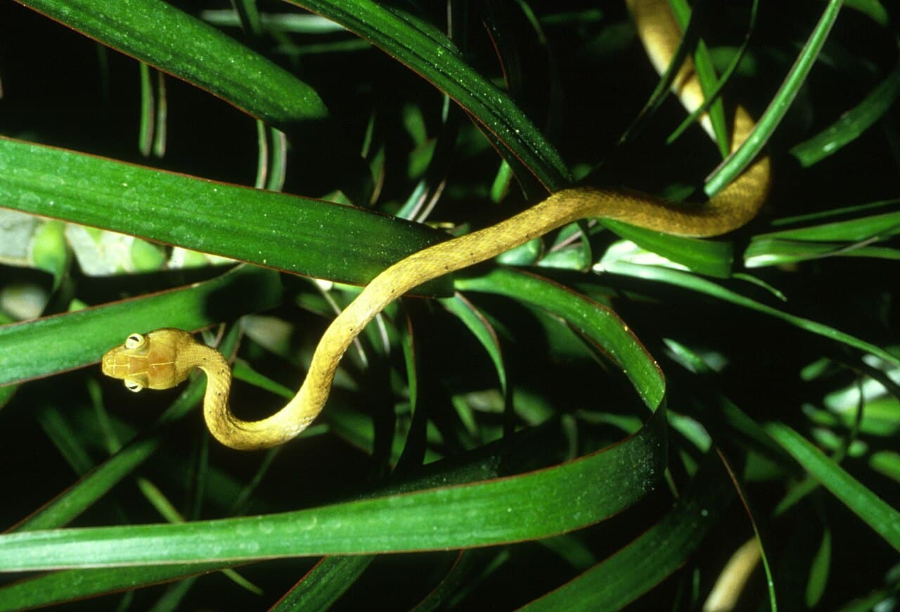 Despite Limited Genetic Diversity, The Invasive Brown Treesnake Has Thrived On Guam