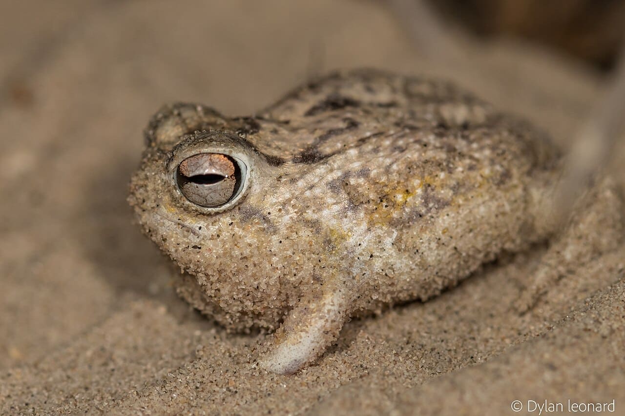 Desert Rain Frog Moved To Vulnerable on IUCN Red List Desert Rain Frog Moved To Vulnerable on IUCN Red List