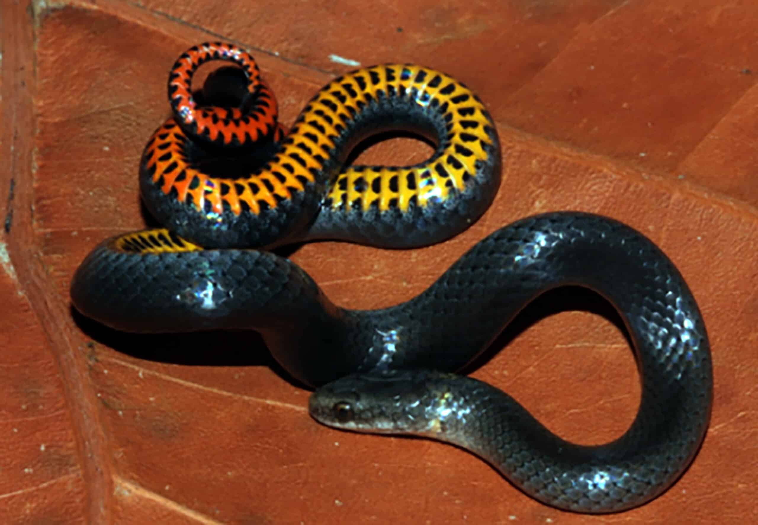 USFWS Lists Two Non-Venomous Florida Snakes As Endangered Species USFWS Lists Two Non-Venomous Florida Snakes As Endangered Species