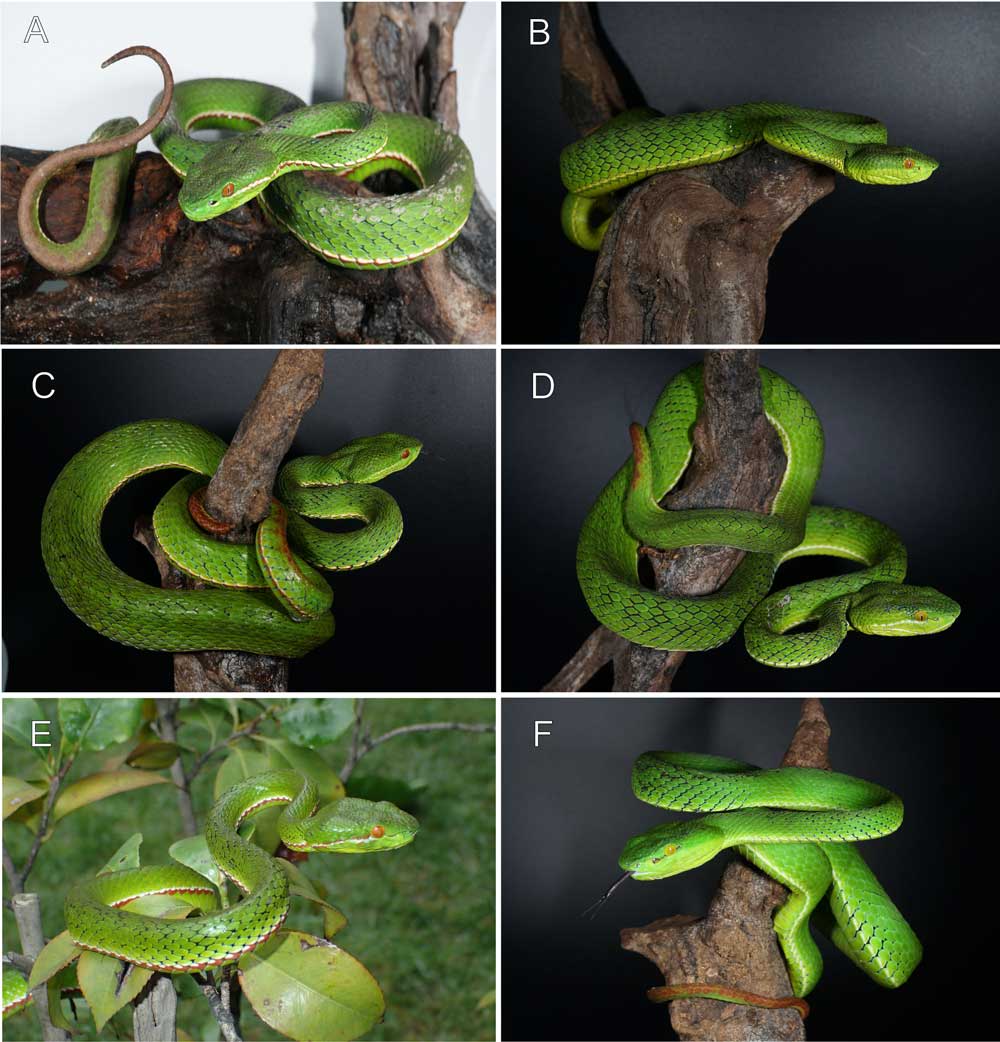 Trimeresurus hongheensis