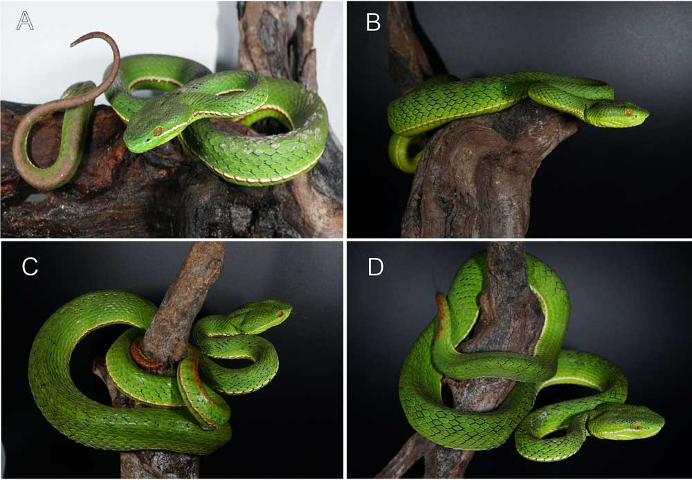 New Venomous Pit Viper Species From China Described New Venomous Pit Viper Species From China Described