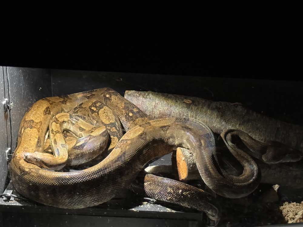 corn island boa