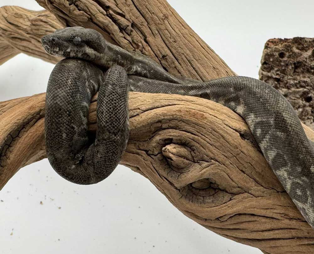 corn island boa