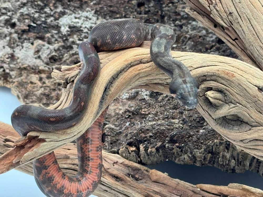 Corn Island Boa Breeding Corn Island Boa Breeding