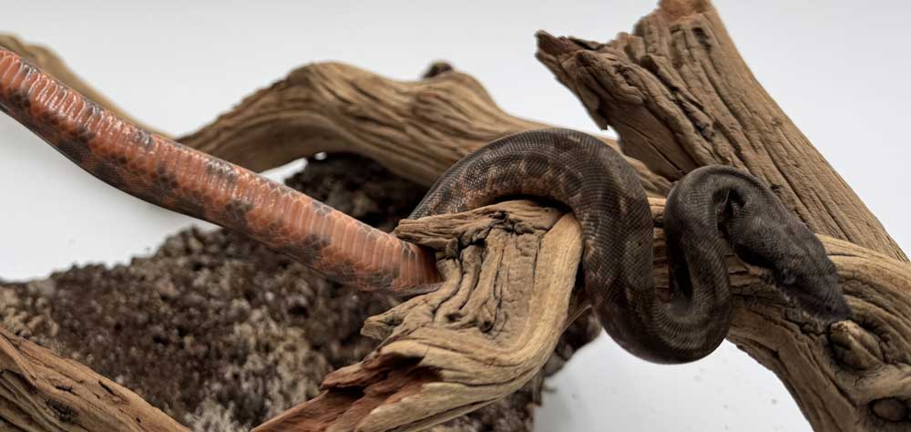corn island boa