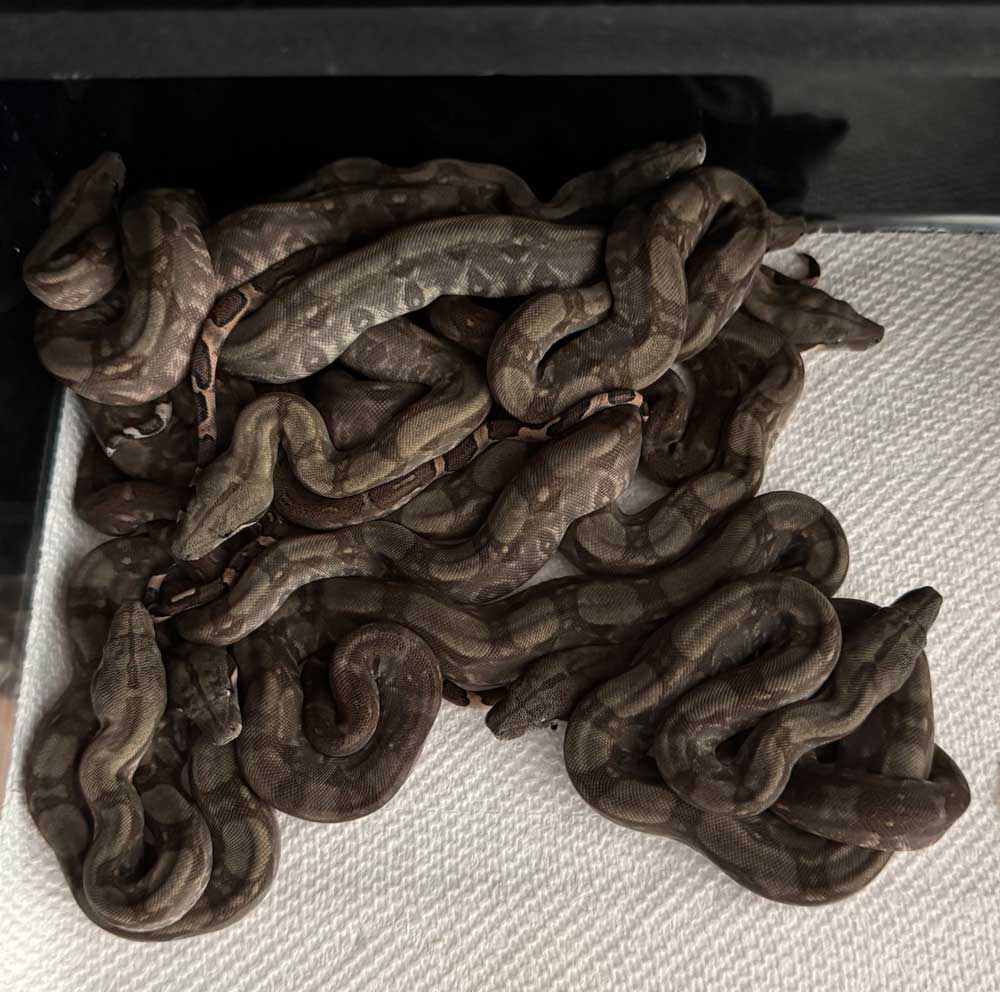Corn island boa