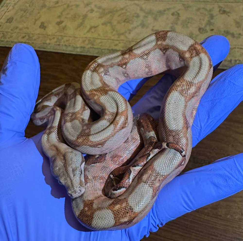 corn island boa