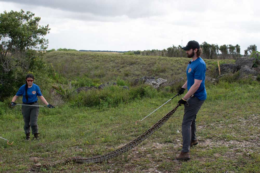 Florida Python Challenge Opens July 10, 2026