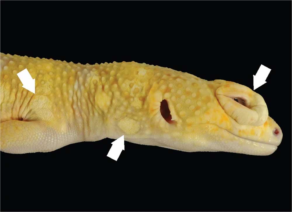 Lemon Frost Leopard Gecko Provides Insight Into Cancer In Non Mammals Lemon Frost Leopard Gecko Provides Insight Into Cancer In Non Mammals