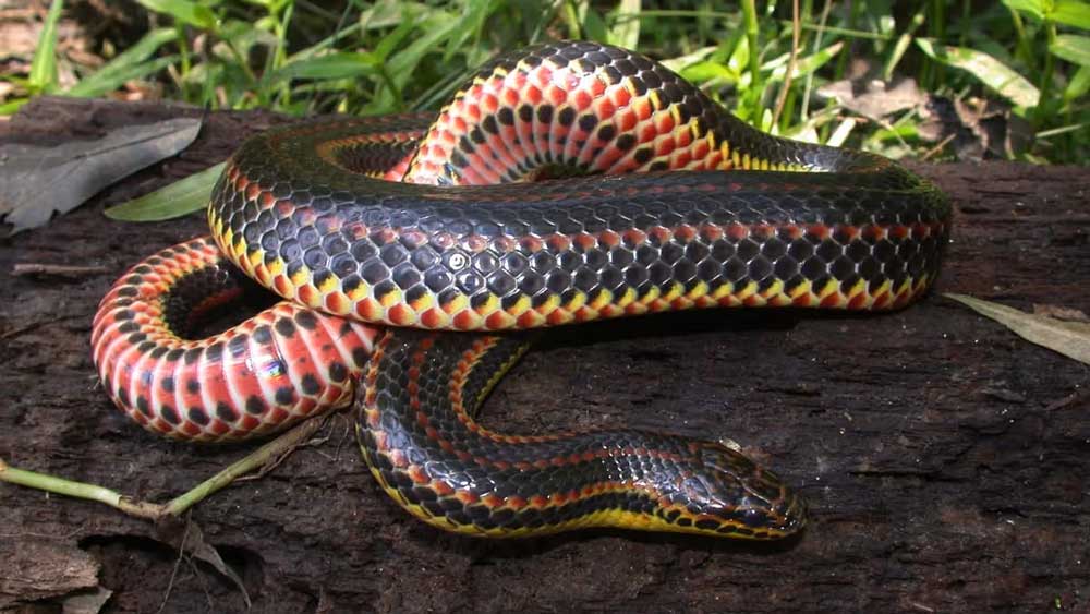 Rainbow Snakes Declining In North Carolina