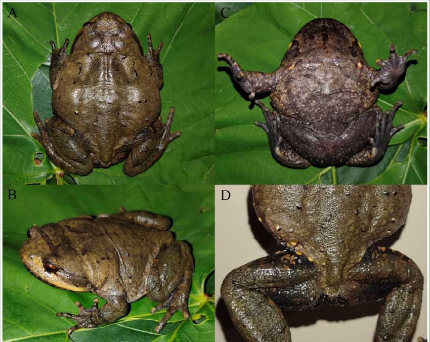 Brachytarsophrys jinxiuensis